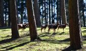 Randonnée A pied Rosengarten - Wander-Tour Wildpark - Photo 10