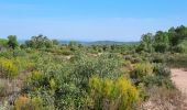 Trail Walking Vidauban - Vidauban - la Nible - le Bois de Bouis - Photo 1