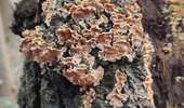 Trail Walking Dour - chaga  - Photo 15