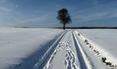 Tour Nordic Walking Habscht - Eischen - Septfontaines - Photo 1