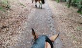 Trail Horseback riding Oberhaslach - Oberhaslach 1 - Photo 2