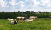 Tocht Stappen Nijvel - Balade à Monstreux - Nivelles - Photo 1