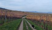 Tocht Stappen Eguisheim - Rando des cinq châteaux  - Photo 2