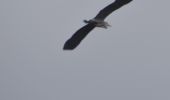 Tocht Stappen Oupeye - 20230119 - Balade ornithologique - Hermalle 4.9 Km - Photo 10