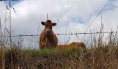 Excursión Marcha nórdica Trélans - Trélans Aubrac - Croix du Pal  - Photo 20