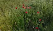 Trail Mountain bike Auvers-Saint-Georges - Auvers saint Georges - Photo 2