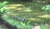Trail Nordic walking Sainte-Anne - Belle mare - Photo 4