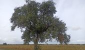 Tocht Noords wandelen Habscht - Septfontaines - Photo 1