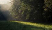 Trail On foot Idstein - Rundwanderweg Pilz - Photo 2