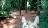 Trail Horseback riding Manhay - oster dochamps oster - Photo 1