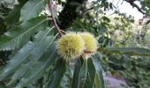 Randonnée Marche Pignans - Pignan - ND des Anges. - Photo 1