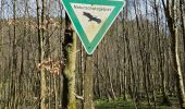Excursión Senderismo Monschau - 2024-03-28_17h00m40_partnerweg-des-eifelsteigs-narzissenroute (1) - Photo 8