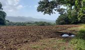 Excursión Senderismo Le Morne-Rouge - Domaine de la vallée via Hbt Pecoul - Photo 9