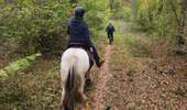 Trail Equestrian Charleville-sous-Bois - Wikiloc - Gondreville - Les secrets des bois - Photo 15