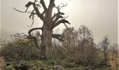 Tour Zu Fuß Ehrenberg - Seiferts Rundwanderweg 11 - Photo 2