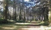 Trail Walking Cayeux-sur-Mer - lac de caouaisse . brighton . pointe de hourdel . lac de caouzisse   - Photo 14