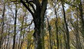 Tocht Stappen Ferrières - Vieuxville - Photo 14