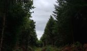 Excursión Senderismo Martelange - Martelange, Bois d’Anlier, Passerelle des oiseaux - Photo 4