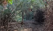 Trail Walking Port-Vendres - paullile - Cap bear via la mer retour via les vignes  - Photo 20