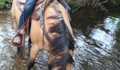 Tour Reiten Saint-Martin - St Martin domevre bois banal Pont rouge blockhaus  - Photo 18