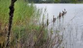 Randonnée V.T.C. Sanguinet - Sanguinet - Bords du Lac - Photo 1