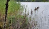 Tocht Hybride fiets Sanguinet - Sanguinet - Bords du Lac - Photo 1