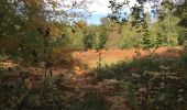 Tocht Stappen Oudergem - Balade en forêt de Soignes - Auderghem - Photo 4