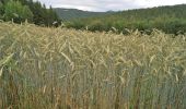 Percorso A piedi Gersfeld - Rhön-Rundweg 2 Horstberg - Photo 4