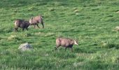 Tocht Stappen Sondernach - 2023-05-19 WE Marche Bivouac Massif du Hohneck - Photo 4