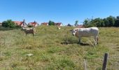 Randonnée Marche Sluis - Autre balade à trotinette autour de Sluis - Photo 2