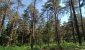 Randonnée Marche Coye-la-Forêt - Boucle Forêt de Coye - Photo 3