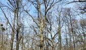 Percorso Marcia Yerres - Nid de frelon asiatique Forêt de la grange - Photo 1