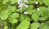 Trail Walking Furtwangen im Schwarzwald - La source du Danube - Photo 6