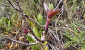 Tour Wandern Quiroga - Laguna de Cuicocha - Photo 8