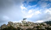 Excursión Otra actividad Zonza - monte calva bergerie de liviu - Photo 9