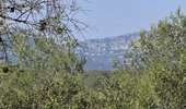 Tour Wandern Assas - Assas et forêt - Photo 7