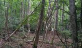 Tocht Stappen Orcines - Ballade au Puy de Cōme - Photo 14