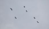 Percorso Marcia Dalhem - 20221020 - Balade ornithologique AUBIN-NEUFCHATEAU - 3.1 Km - Photo 6