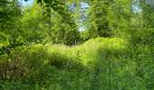 Randonnée Marche Coyolles - en Forêt de Retz_100_05_2026_autour du Margenois et du Pré Gueux - Photo 18
