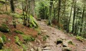 Tour Wandern Sulzern - lac vert, lac du forlet - Photo 6