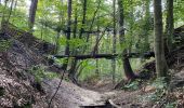 Percorso Marcia Oud-Heverlee - Vaalbeek - Forêt de Meerdal - Photo 6