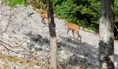 Excursión Senderismo Pontarlier - FORT MALHER DEPUIS LE CAMPING DU LARMONT - Photo 15