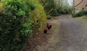 Trail On foot Jodoigne - #230424 - Dongelberg, Souveraine et Tienne Strichaux - Photo 3