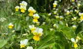 Trail Walking Recoules-d'Aubrac - Au temps des fleurs et des genêts - Photo 4