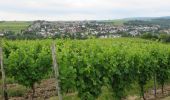 Tocht Te voet Wallhausen - VitalTour: Stein, Wein & Farbe - Photo 8