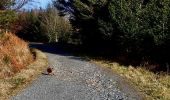 Percorso A piedi Sconosciuto - Tollymore Forest - The Drinns Trail - Photo 3