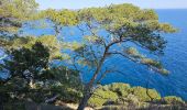 Tocht Stappen Hyères - Hyères - La presqu'île de Giens - Circuit côtier ouest  - Photo 20