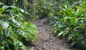 Trail  Le Morne-Rouge - Sainte Cécile/crête du Cournan/Beauvallon  - Photo 18