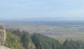 Tocht Stappen Eguisheim - Rando des cinq châteaux  - Photo 20