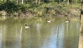 Trail Walking Anderlues - BE-Anderlues - Le Bois du Baron - Tour des Etangs - Photo 1
